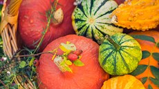 Typickou podzimní zeleninu nyní prodávají na každém tržišti i v supermarketech....