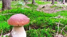 Čtenářka Radka poslala snímek nejkrásnějšího hříbku z lesů na Kozích hřbetech...