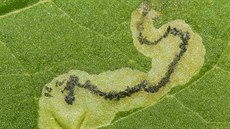 Larva minující uvnitř listu v nížinném lese mírného pásu
