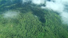 Horský les na Papui Nové Guineji v oblasti Yawan na masivu Saruwaget...