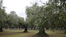 Peloton mezi olivovníky v páté etap Gira.