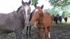Koně z hřebčína se pasou v okolí Janovic, v noci je rozehnali z ohrad nejspíš...