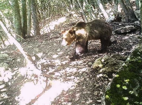 Medvěd s kódem M49 byl v Itálii odchycen už čtyřikrát. Po opakovaných útěcích...