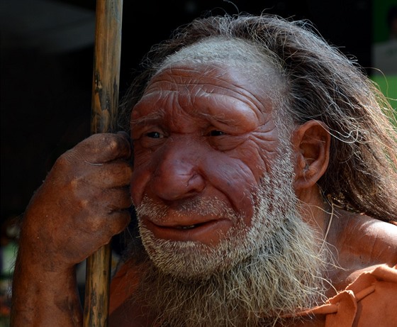 Neandrtálec v podob� muzejní rekonstrukce. Jejich skupiny se s Homo sapiens...
