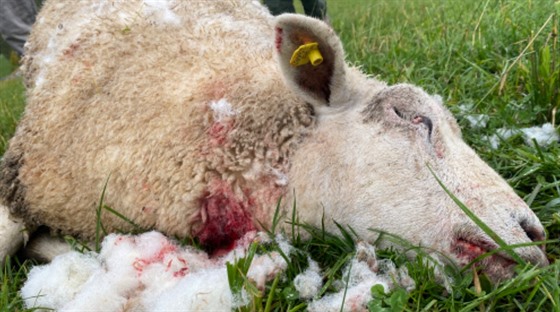 Farmářům na Broumovsku vlci zabíjejí ovce i v hlídaných ohradách.