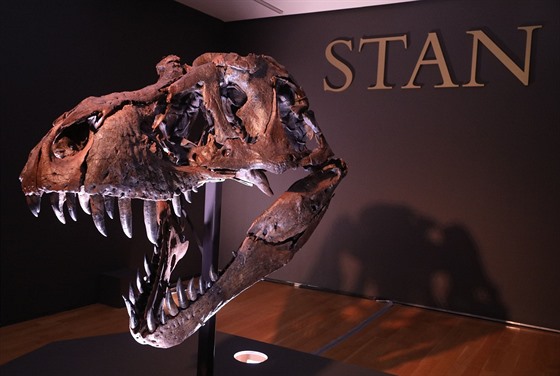 Lebka „Stana“, tedy proslulého exempláře druhu Tyrannosaurus rex se sbírkovým...