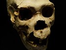 Patil k nám. Lebka Homo heidelbergensis nelezená ve panlsku.