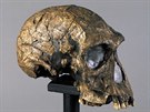 Rekonstruovaná lebka Homo habilis nalezená v Keni
