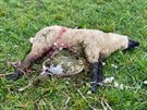 Obt poslednho vlho toku se stalo osm ovc chovatele Jana efce z Lachova....