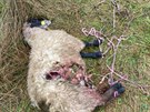 Obtí posledního vlího útoku se stalo osm ovcí chovatele Jana efce z Lachova....