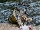 Krokodýl úzkohlavý Kraken ije se svojí drukou v Safari Parku Dvr Králové ji...