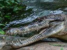 Krokodl zkohlav Kraken m pes pt metr a v 380 kilogram, podle...