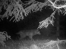 Fotopast zachytila vlka v Orlickch horch (konec srpna 2020).