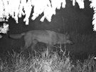 Fotopast zachytila vlka v Orlických horách (konec záí 2020).
