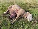 Vlci zabili 2 berany a 5 bahnic na farm Daniela kody v Hemánkovicích. (11....