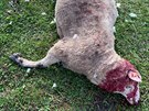 Vlci zabili 2 berany a 5 bahnic na farm Daniela kody v Hemánkovicích (11....