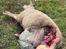 Vlci zabili 2 berany a 5 bahnic na farm Daniela kody v Hemnkovicch. (11....