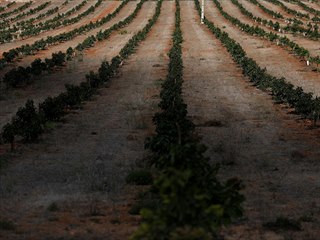 Avokádová plantáž u města Lagos v portugalském Algarve. (5. října 2020)