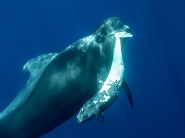 Snímek z kategorie Svt pod vodou, Franco Banfi': ´Sadness´. Nature Photography...