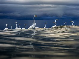 Vybraný snímek z kategorie Ptáci. Oscar Diez Martinez: ´Under the Storm´,...