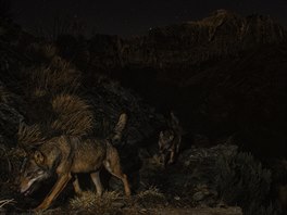 Vítzný snímek v kategorii Savci, Lorenzo Shoubridge: ´The Herd´, Nature...