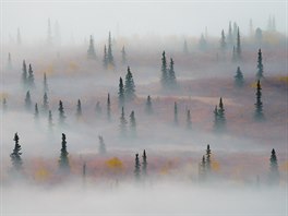 Vítzný snímek kategorie svt rostlin, Fortunatto Gato: ´Tundra in the Mist´,...