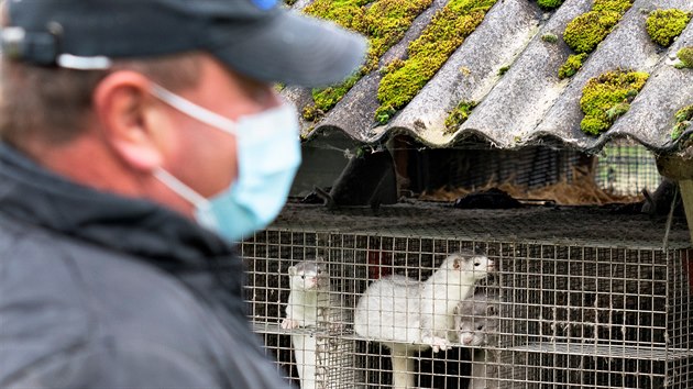 Policie zasahuje na kožešinové farmě v dánském Gjoelu, kde u zvířat propukl koronavirus. (9. října 2020)