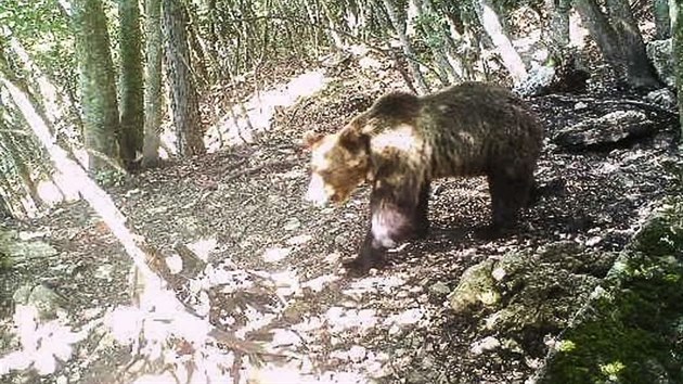 Medvěd s kódem M49 byl v Itálii odchycen už čtyřikrát. Po opakovaných útěcích byla v Castelleru bezpečnostní opatření zesílena. (29. července 2020)