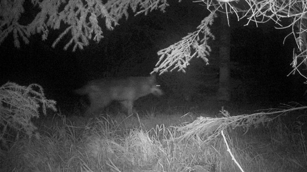 Fotopast zachytila vlka v Orlických horách (konec srpna 2020).