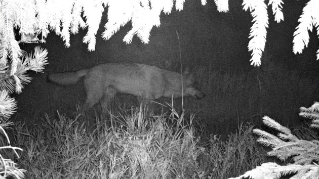 Fotopast zachytila vlka v Orlických horách (konec září 2020).