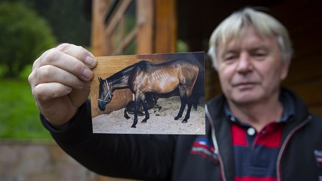 František Ševců, majitel vítězného koně z Velké pardubické Hegnuse, ukazuje svůj další poklad, Honey Desert.