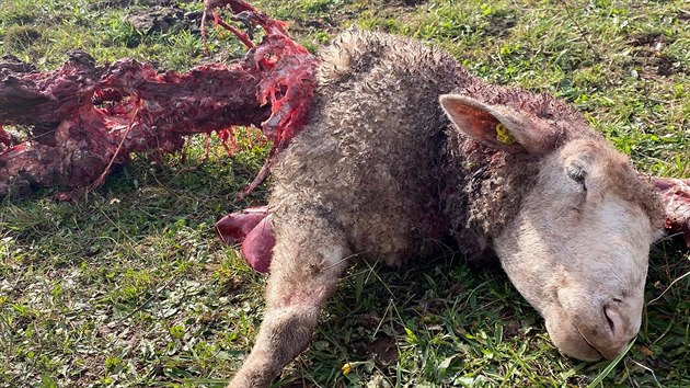Vlci zabili 2 berany a 5 bahnic na farm Daniela kody v Hemnkovicch (11. 10. 2020).
