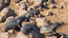 Lachtani v pírodní rezervaci Cape Cross v Namibii
