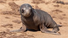 Lachtani v pírodní rezervaci Cape Cross v Namibii