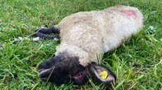 Obětí posledního vlčího útoku se stalo osm ovcí chovatele Jana Šefce z Lachova....