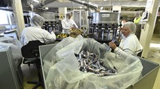 Výroba lentilek v závodu Sfinx Holeov, který je souástí spolenosti Nestlé...