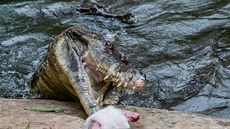 Krokodýl úzkohlavý Kraken žije se svojí družkou v Safari Parku Dvůr Králové již...