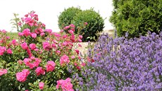 Růžím to sluší v sousedství modře kvetoucí šalvěje nebo levandule (na snímku,...