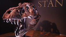 Lebka Stana, tedy proslulého exempláe druhu Tyrannosaurus rex se sbírkovým...