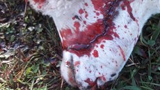 Vlci zabili 2 berany a 5 bahnic na farm Daniela kody v Hemánkovicích (11....