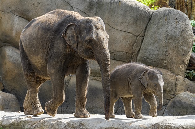 Do zoo za korunu můžou Ukrajinci už jen do soboty, tlumočení pokračuje dál