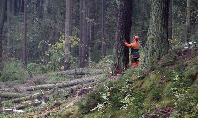 Chceme zachránit planetu? Tak bude potřeba pokácet lesy!