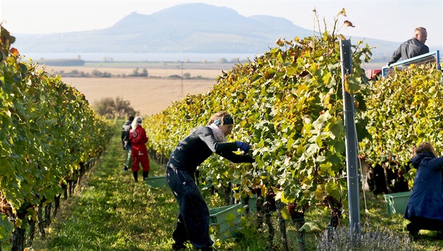 Vinice jihomoravského Sonberku obsadili dobrovolníci, kteí na poslední chvíli...