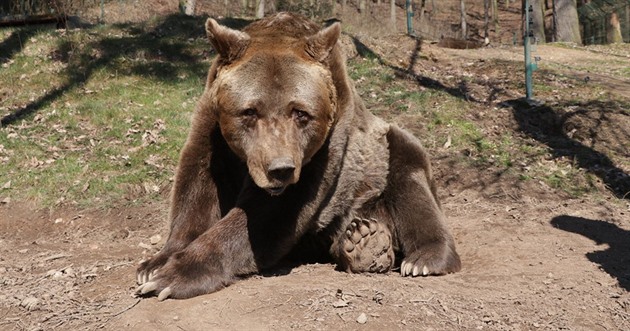 Plzeská zoologická zahrada pila o medvda Pitu. Kvli zdravotním potíím ho...