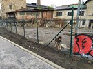 Areál zlíchovského lihovaru hlídá pes (16. íjna 2020).