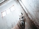 REPORTÁ: Jarmila tuková: Válení kon v Sýrii