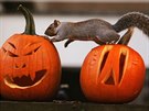Veverka oichávající dýn vyezané do halloweenských luceren ve Washingtonu,...