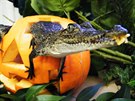 V Edinburgh Zoo spojují dýové hody s Halloweenem, anglosaským svátkem, který...