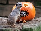 Surikaty si uívají Halloween. (Edinburgh Zoo)