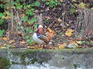 Kachnika mandarnsk je asijsk druh vrubozobho ptka, kter je velmi...